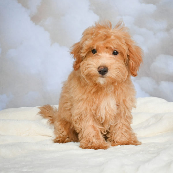 F1 Maltipoo Puppy for Sale