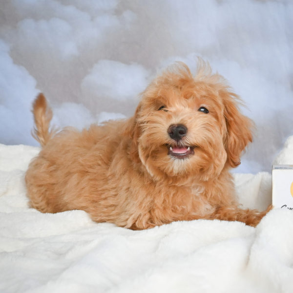 F1 Maltipoo Puppy for Sale