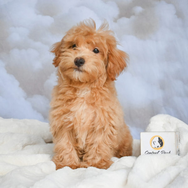 F1 Maltipoo Puppy for Sale