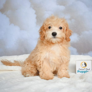 F1 Maltipoo Puppy for Sale