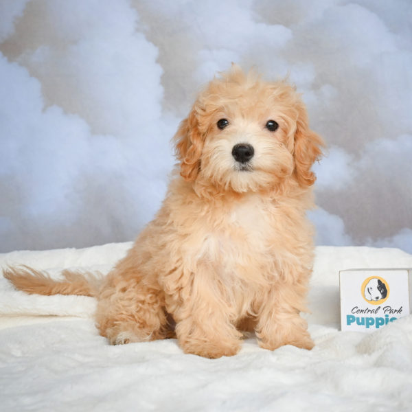 F1 Maltipoo Puppy for Sale