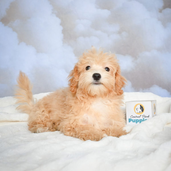 F1 Maltipoo Puppy for Sale