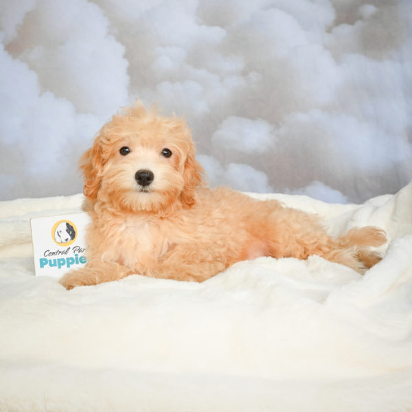 F1 Maltipoo Puppy for Sale