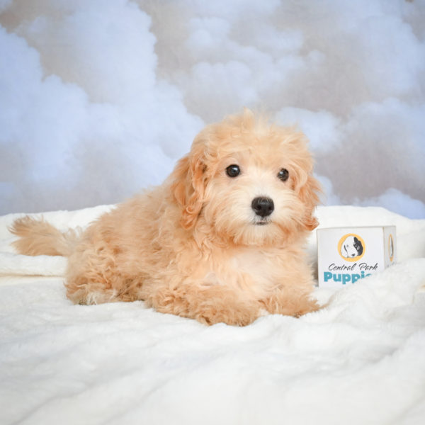 F1 Maltipoo Puppy for Sale