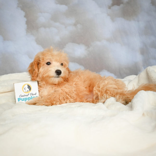 F1 Maltipoo Puppy for Sale