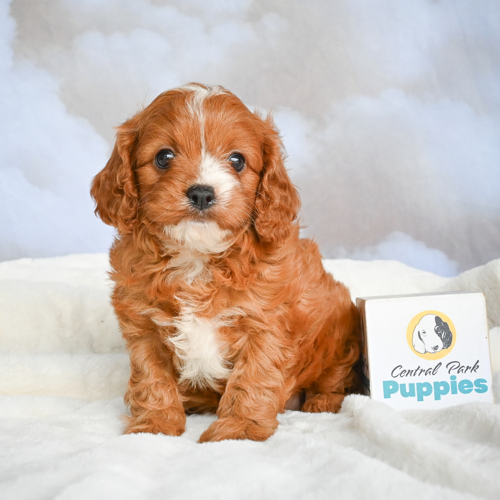 F1 Cavapoo Puppy for Sale in NYC