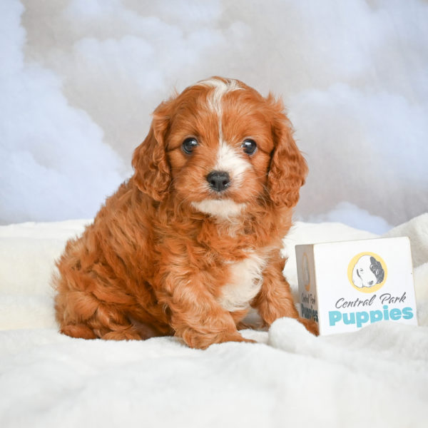 F1 Cavapoo Puppy for Sale