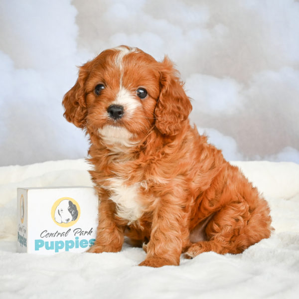 F1 Cavapoo Puppy for Sale