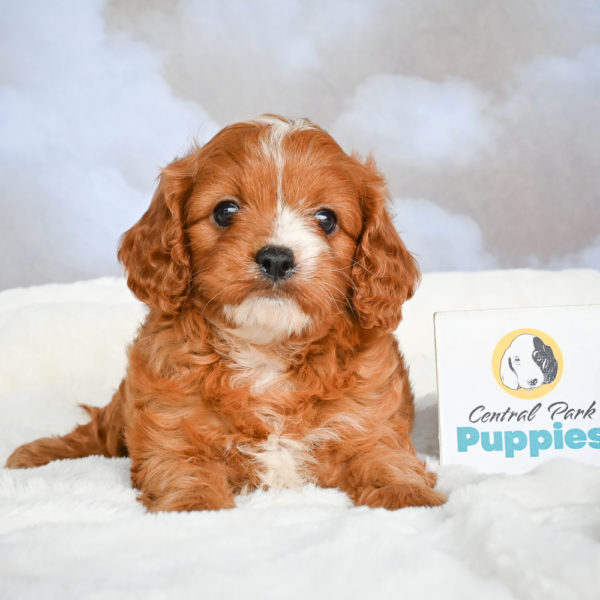F1 Cavapoo Puppy for Sale