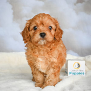 F1 Cavapoo Puppy for Sale