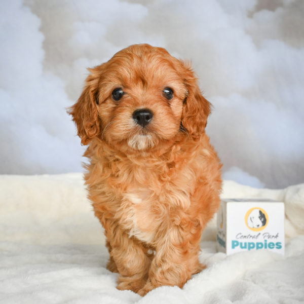 F1 Cavapoo Puppy for Sale