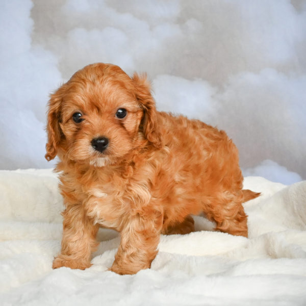 F1 Cavapoo Puppy for Sale