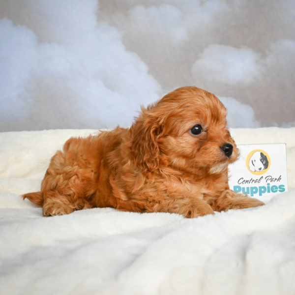F1 Cavapoo Puppy for Sale