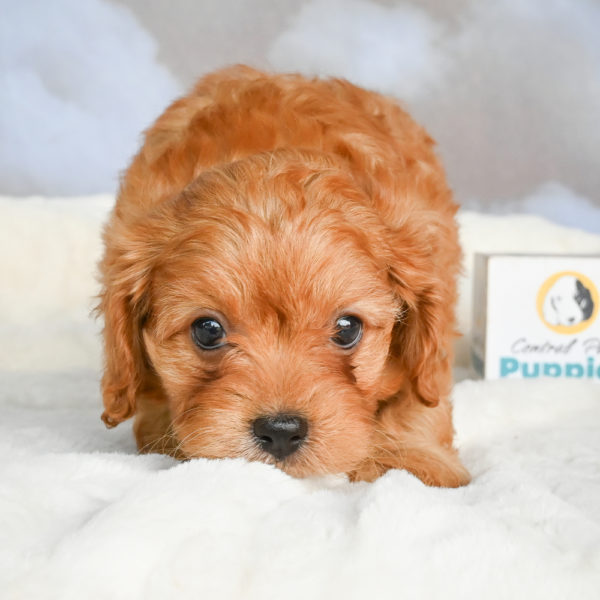F1 Cavapoo Puppy for Sale