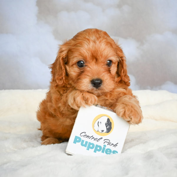 F1 Cavapoo Puppy for Sale