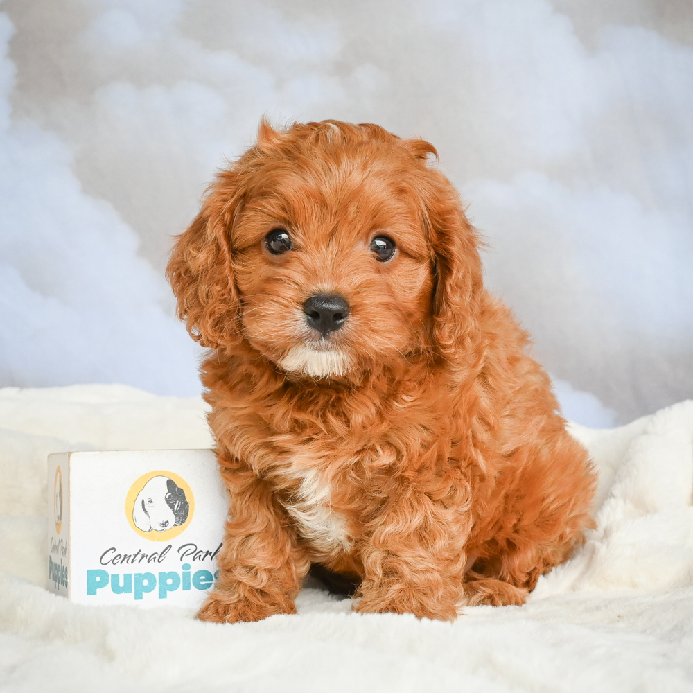 F1 Cavapoo Puppy for Sale in NYC