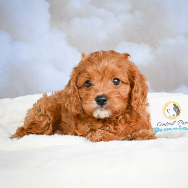 F1 Cavapoo Puppy for Sale