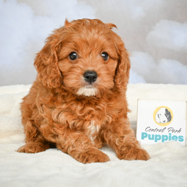 F1 Cavapoo Puppy for Sale