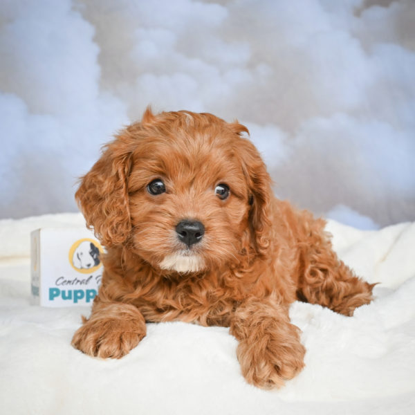 F1 Cavapoo Puppy for Sale