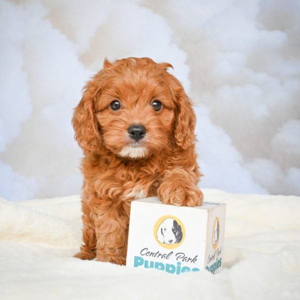 F1 Cavapoo Puppy for Sale