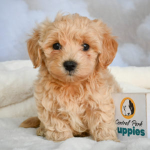 F1 Maltipoo Puppy for Sale