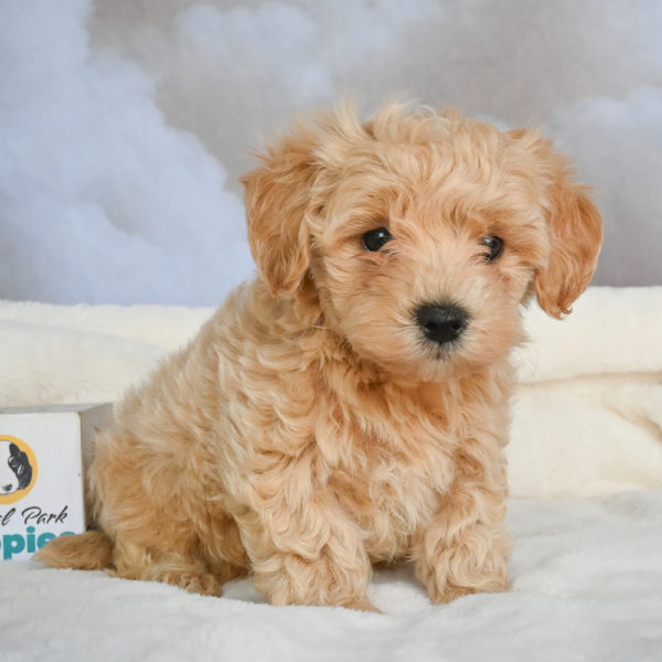 F1 Maltipoo Puppy for Sale