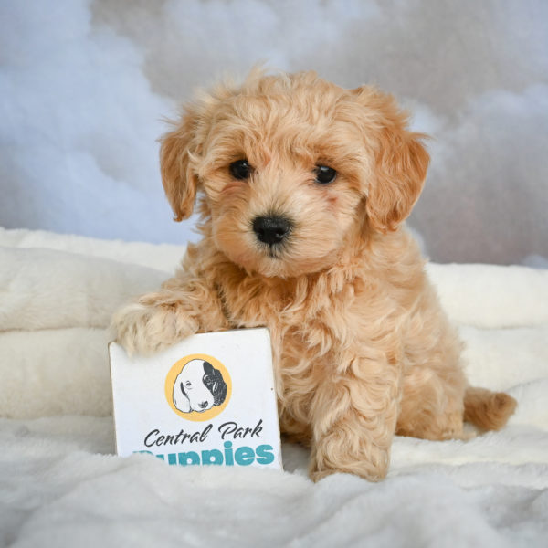 F1 Maltipoo Puppy for Sale