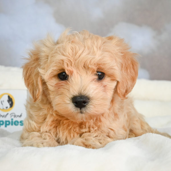 F1 Maltipoo Puppy for Sale