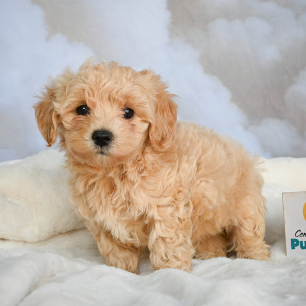 F1 Maltipoo Puppy for Sale