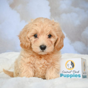 F1 Maltipoo Puppy for Sale