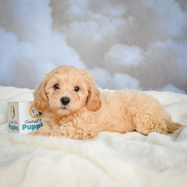 F1 Maltipoo Puppy for Sale