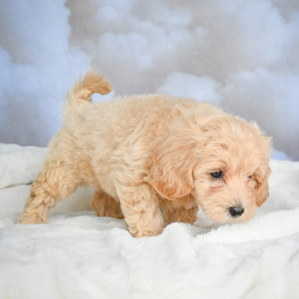 F1 Maltipoo Puppy for Sale