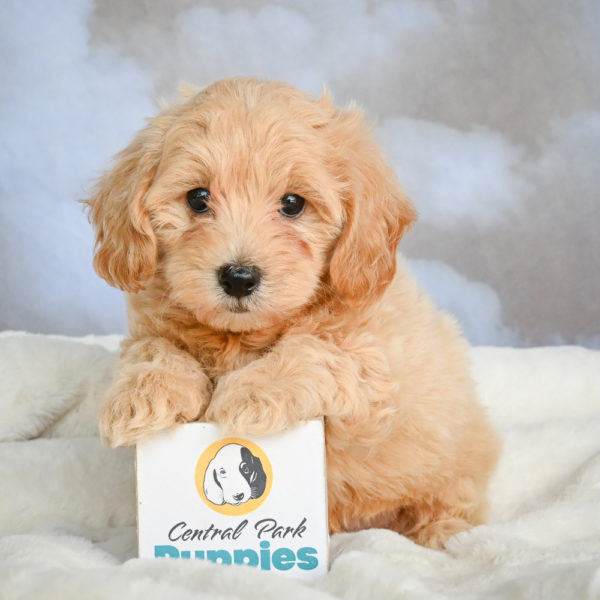 F1 Maltipoo Puppy for Sale