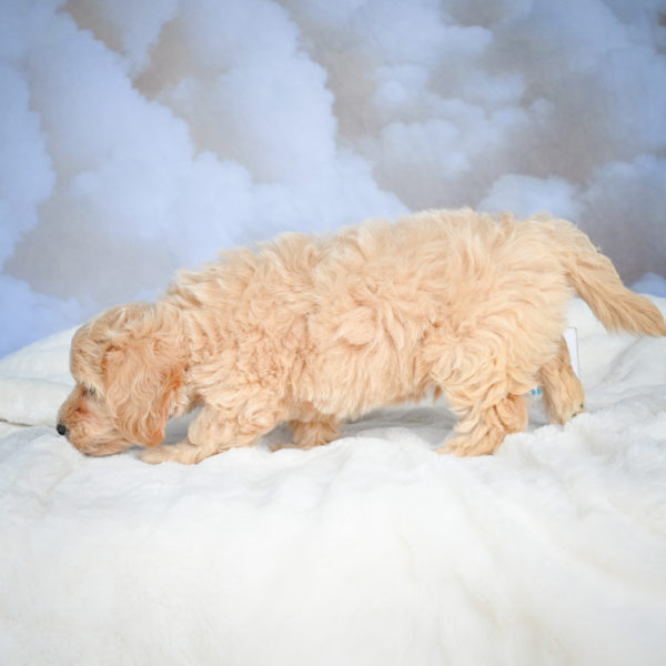 F1 Maltipoo Puppy for Sale
