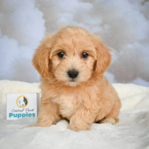 F1 Maltipoo Puppy for Sale