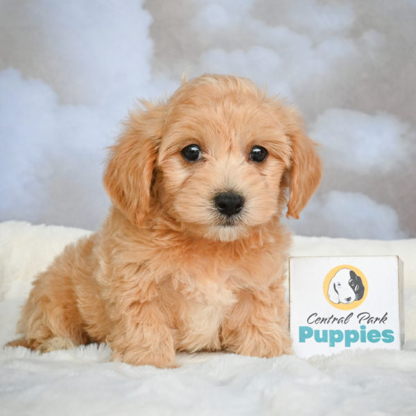 F1 Maltipoo Puppy for Sale