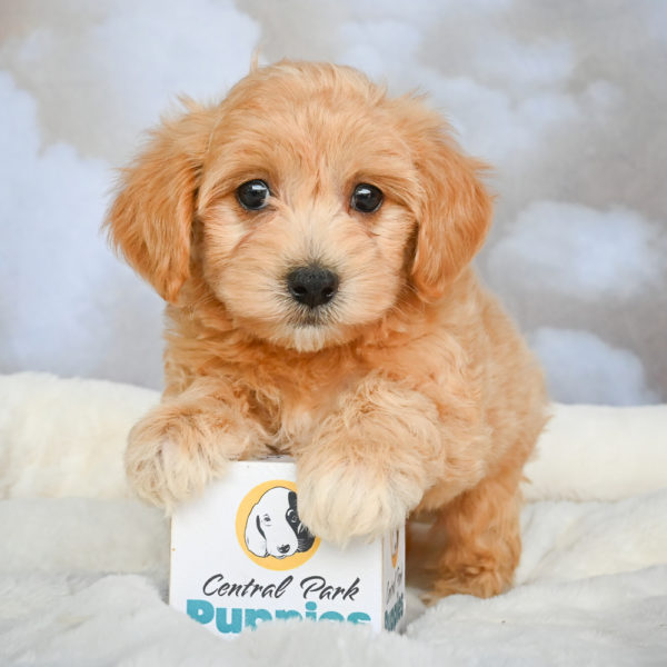 F1 Maltipoo Puppy for Sale