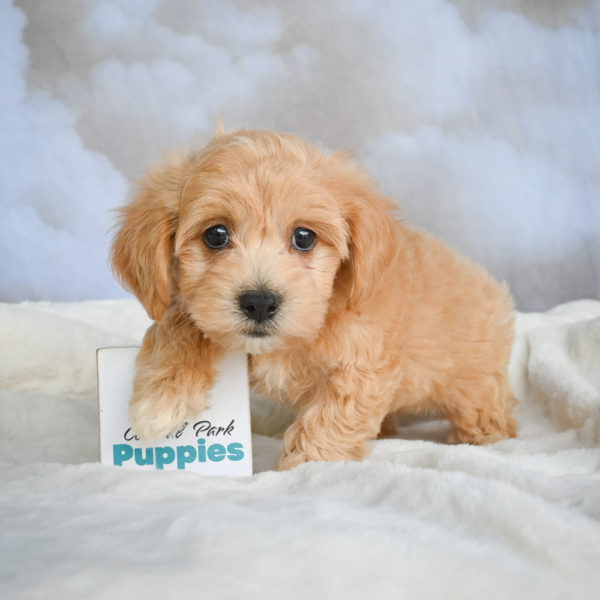 F1 Maltipoo Puppy for Sale