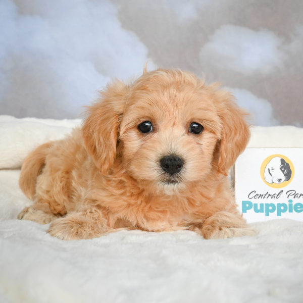 F1 Maltipoo Puppy for Sale