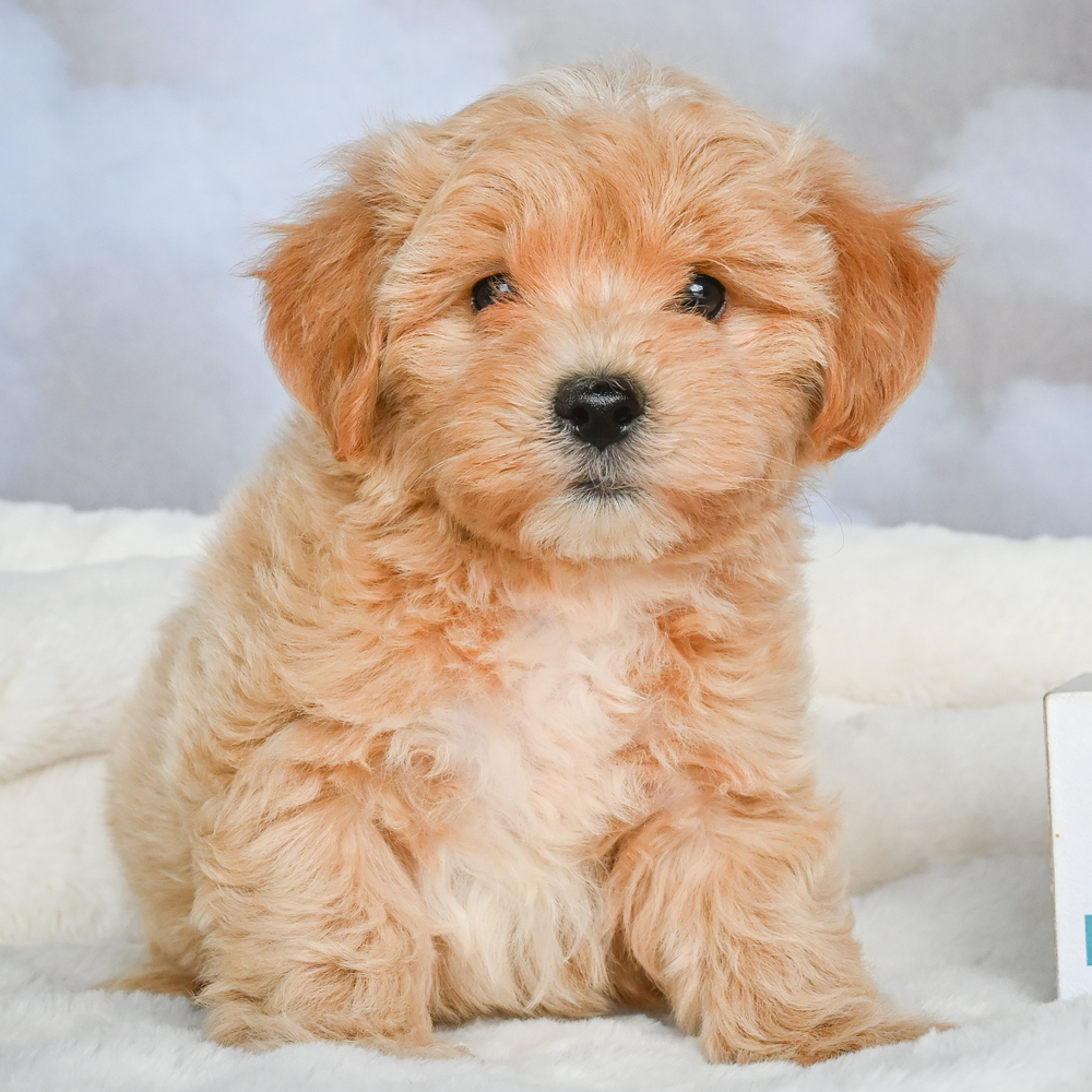 F1 Maltipoo Puppy for Sale in NYC
