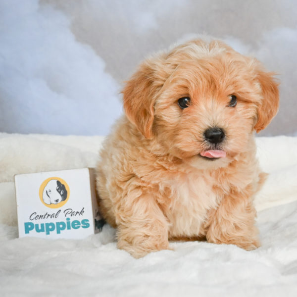 F1 Maltipoo Puppy for Sale