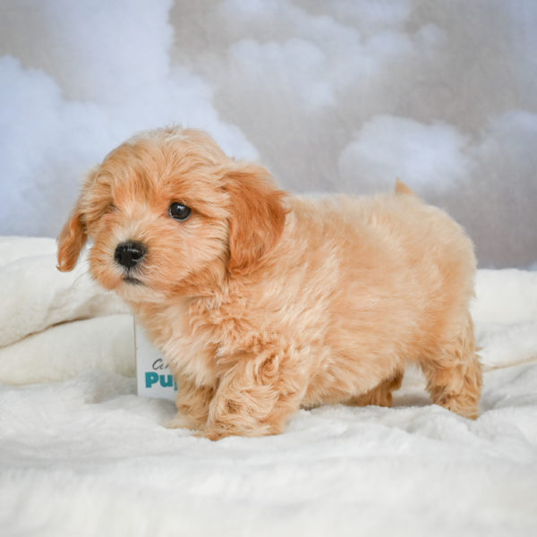 F1 Maltipoo Puppy for Sale