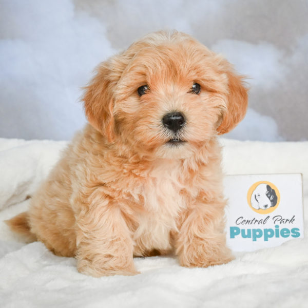 F1 Maltipoo Puppy for Sale