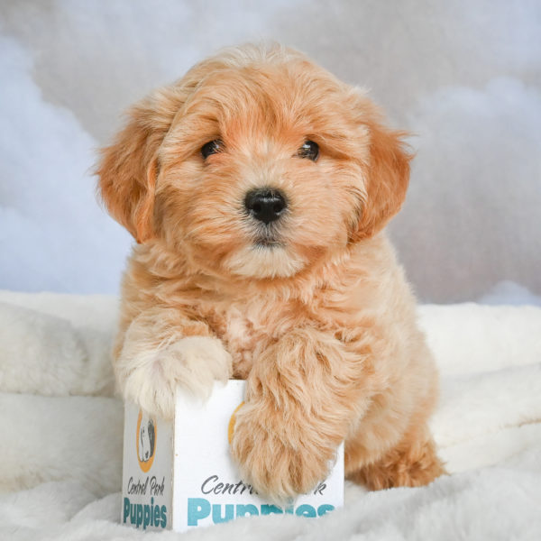 F1 Maltipoo Puppy for Sale