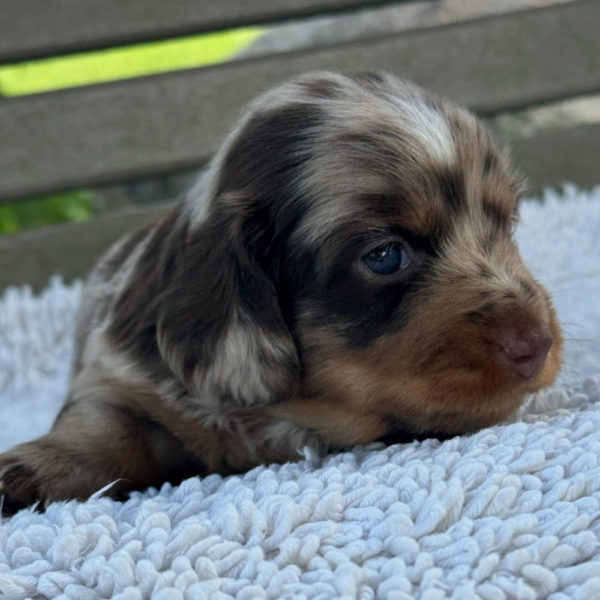 Mini Dachshund Puppy for Sale