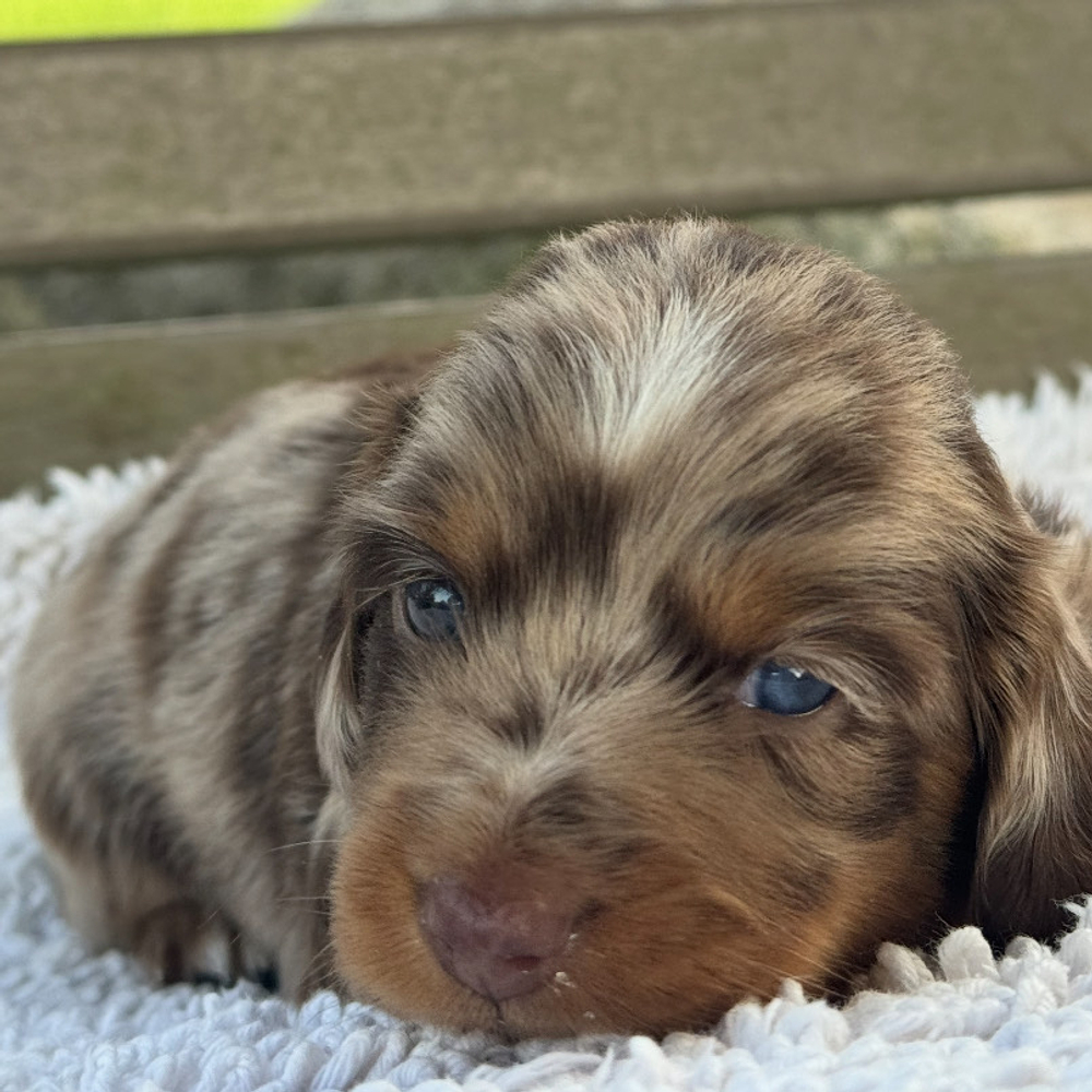 Mini Dachshund Puppy for Sale in NYC