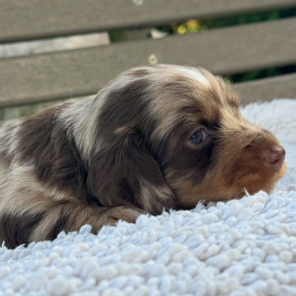 Mini Dachshund Puppy for Sale