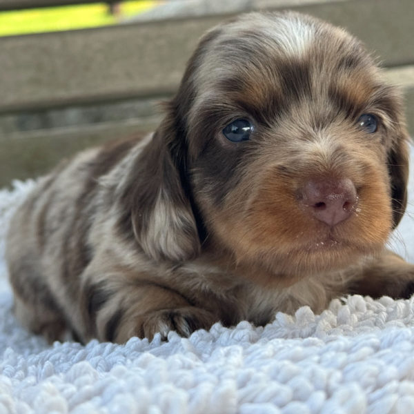 Mini Dachshund Puppy for Sale
