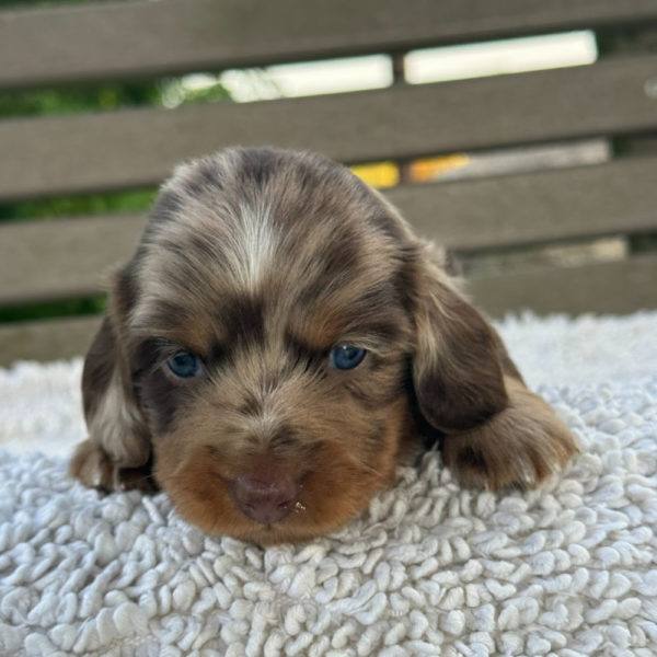 Mini Dachshund Puppy for Sale