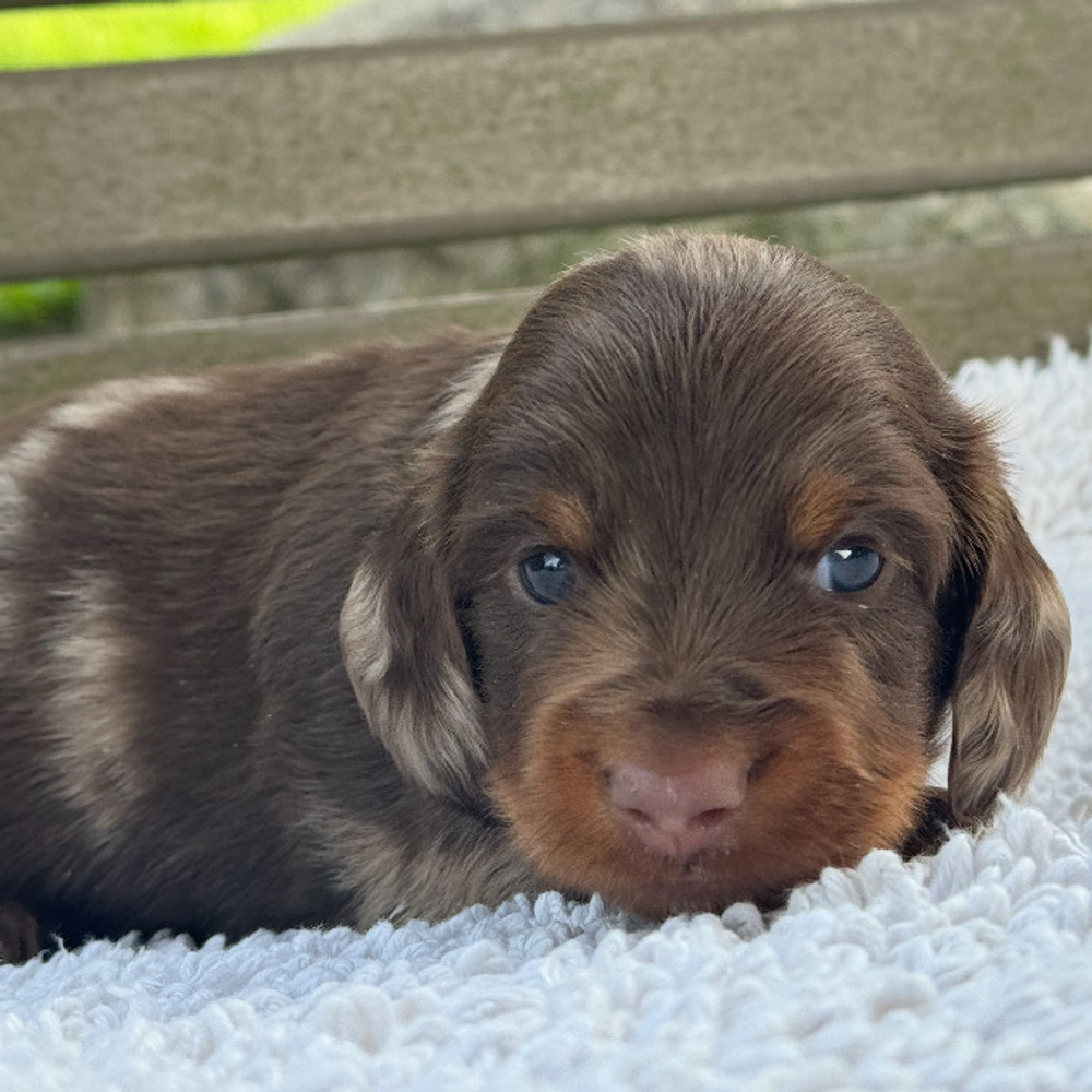 Mini Dachshund Puppy for Sale in NYC